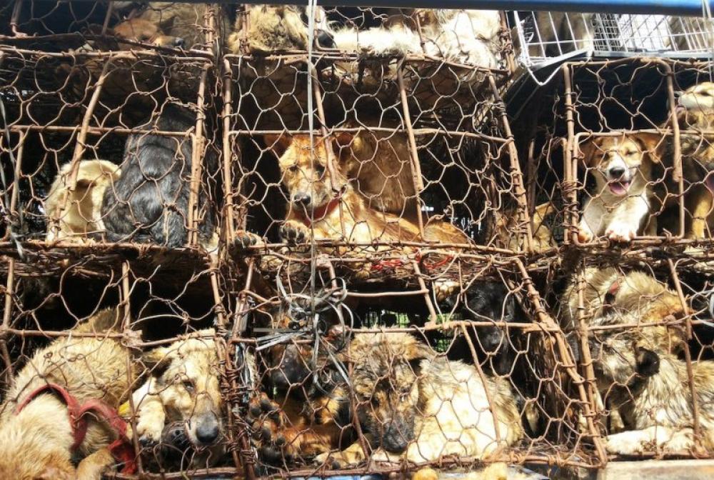 What is the Yulin Dog Meat Festival and why it needs to stop right now